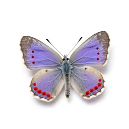 Red-spotted purple