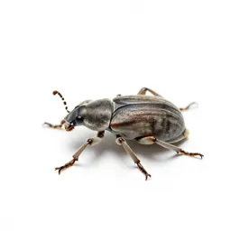 Rice weevil