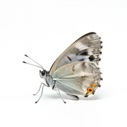 Ringlet