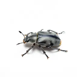 Rove beetle