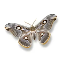 Saturniid