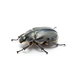 Scarabaeid beetle
