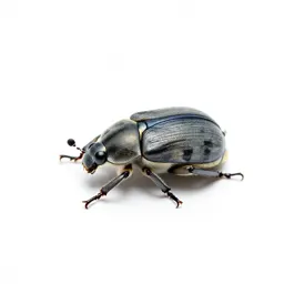 Seed beetle
