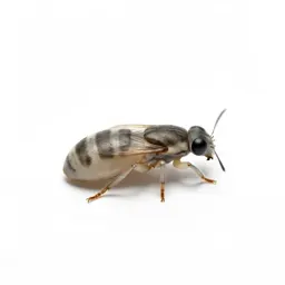 Sheep botfly
