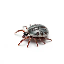 Sheep-tick