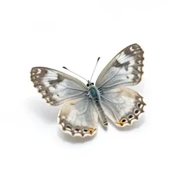 Silverspot