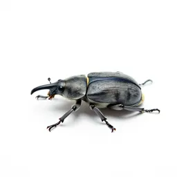 Snout beetle