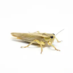 Snowy tree cricket
