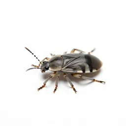 Spittle insect