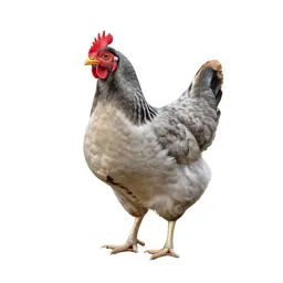 Sticktight