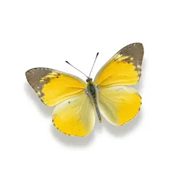 Sulphur butterfly
