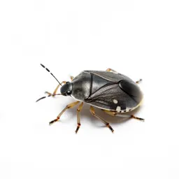Tarnished plant bug