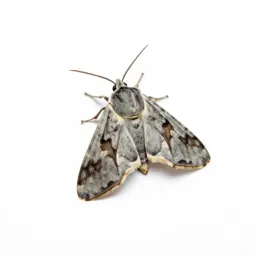 Tea tortrix