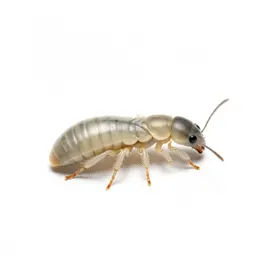 Termite