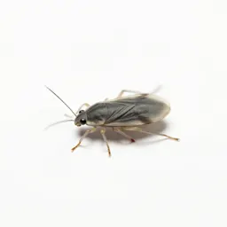 Thrips