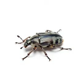 Tiger beetle