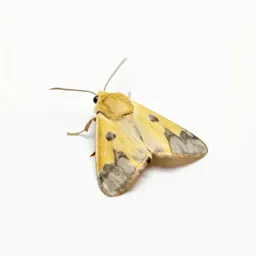 Tineid