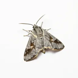 Tobacco moth