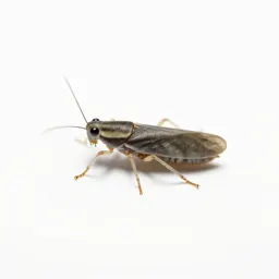 Tobacco thrips