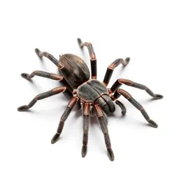 Trap-door spider