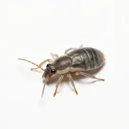 Trombidiid