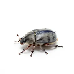 Tumblebug
