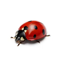 Two-spotted ladybug