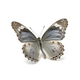Viceroy