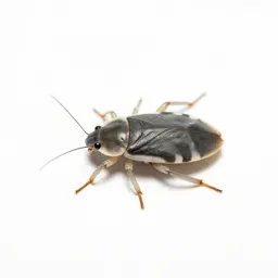 Water boatman