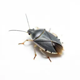 Water bug