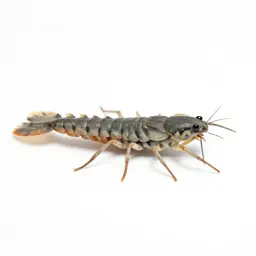 Water scorpion