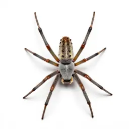 Web spinner