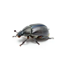 Weevil