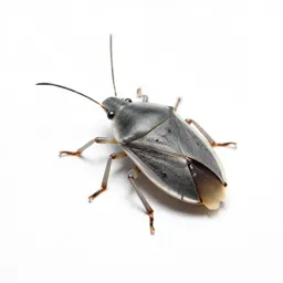 Wheel bug