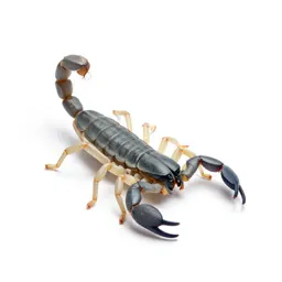 Whip-scorpion