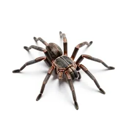 Wolf spider