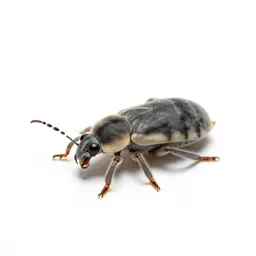 Woolly adelgid