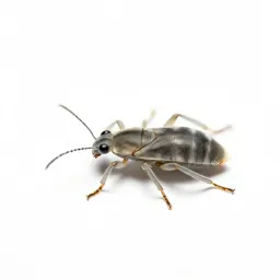 Woolly alder aphid