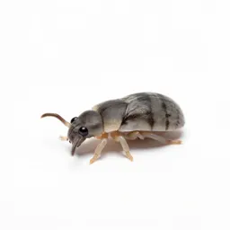 Acarus