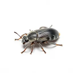 Adelgid