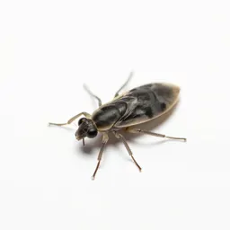 Alderfly