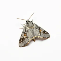 Angoumois moth