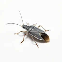 Assassin bug