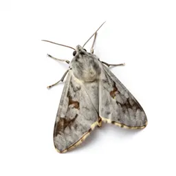 Eggar