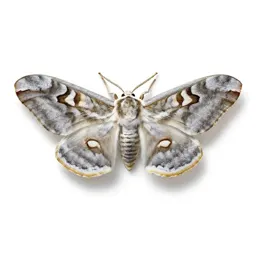 Emperor