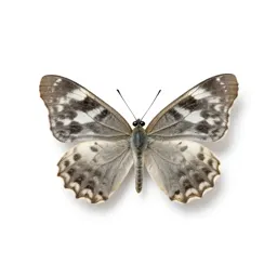 Ephemeron