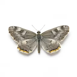 Imago