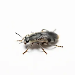 Insect