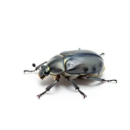 Oil beetle