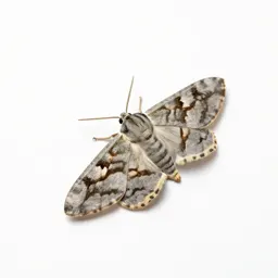 Orange tortrix